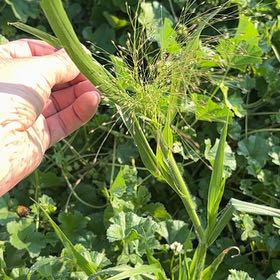 Photo of the plant species Witch-Grass by @ElatedPinoak24 named Apollo on Greg, the plant care app