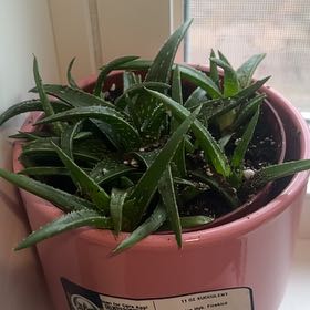Photo of the plant species Aloe Firebird by @ShinyRedwood60 named Sahara on Greg, the plant care app