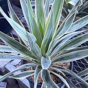 Photo of the plant species Spanish Dagger by @FastNoni28 named Sol on Greg, the plant care app