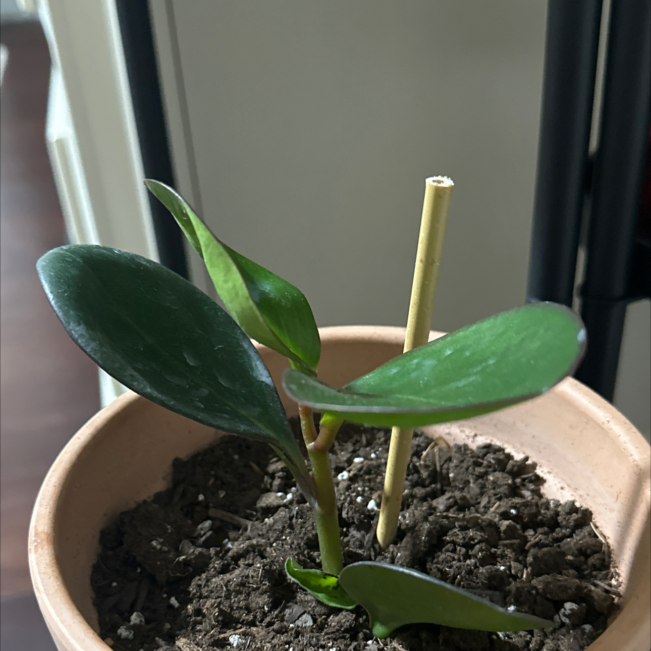 Photo of the plant species Baby Rubber Plant by @ShowyMaitake40 named Achilles on Greg, the plant care app