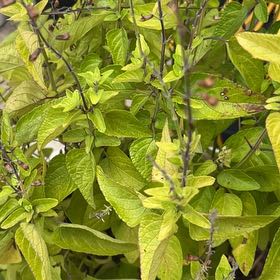 Photo of the plant species Blood Sage by @TrustyShallot62 named LiloStitch on Greg, the plant care app