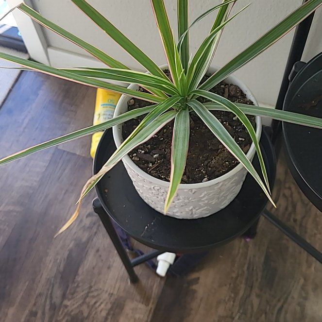 Photo of the plant species Dracaena marginata 'Spike' by @MatureSedum47 named Ulysses S Plant on Greg, the plant care app