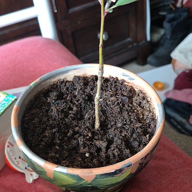 Photo of the plant species Fuji Apple by @LovelyGreen named Sonora on Greg, the plant care app