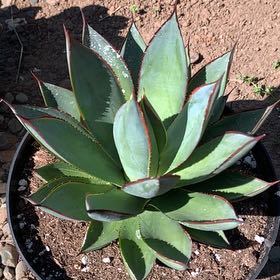 Photo of the plant species Coastal Agave by @YouthfulZinnia named Eva on Greg, the plant care app
