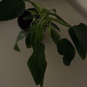 Photo of the plant species Philodendron White Wizard by @ZarfBlusher21 named Albus on Greg, the plant care app
