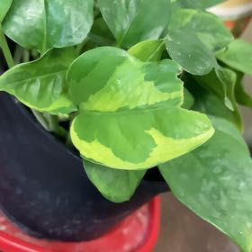 Photo of the plant species Lemon Top Pothos by @venusflycreep named Terra on Greg, the plant care app