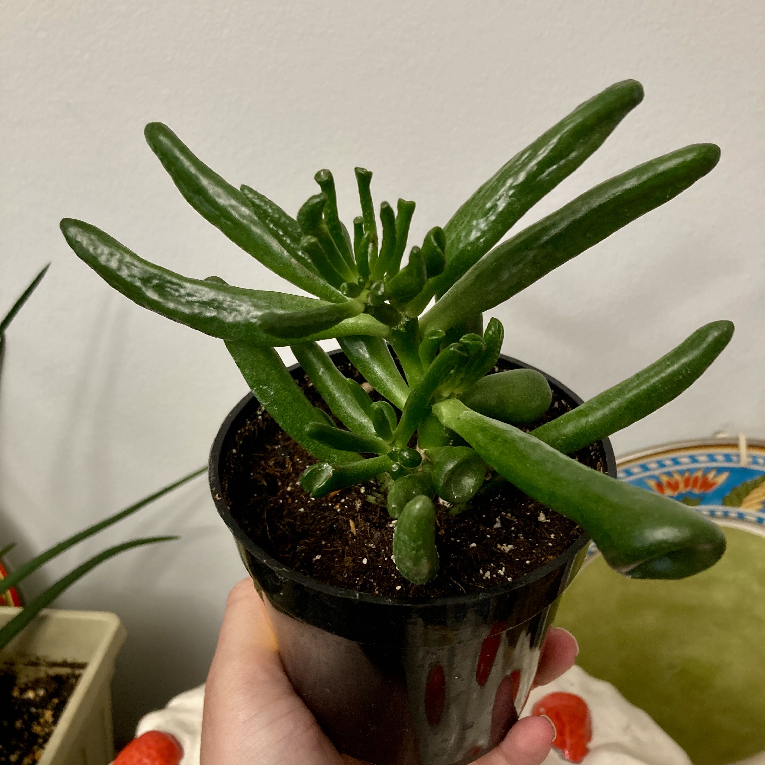 Photo of the plant species Hobbit Jade by @venusflycreep named Emerald on Greg, the plant care app