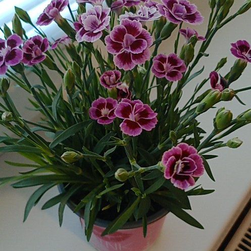 Photo of the plant species Carnation by @BigWoodfern69 named Clooney on Greg, the plant care app
