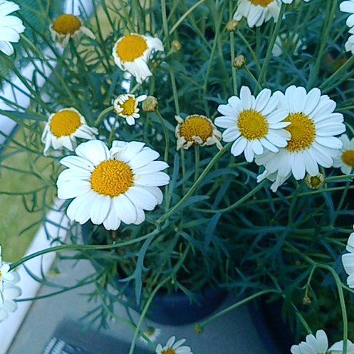 Photo of the plant species German Chamomile by @BigWoodfern69 named Leaf Erickson on Greg, the plant care app