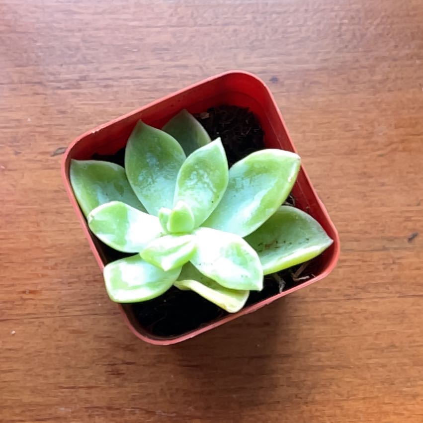 Greens