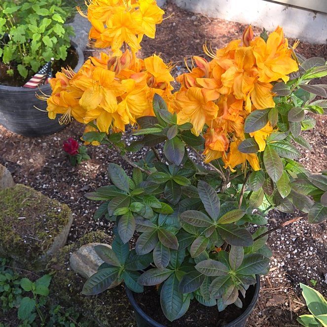 Photo of the plant species Flame Azalea by @RichlyEllisia37 named Kendall on Greg, the plant care app