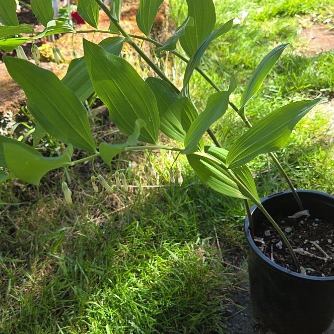Photo of the plant species Angular Solomon's Seal by @RichlyEllisia37 named Bodhi on Greg, the plant care app