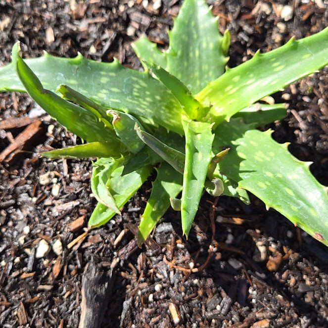 Photo of the plant species Aloe Night Sky by @ImitableMizuna named Scarlett on Greg, the plant care app