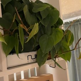 Photo of the plant species Philodendron cordatum by @CoolVaseyoak71 named Einstein on Greg, the plant care app
