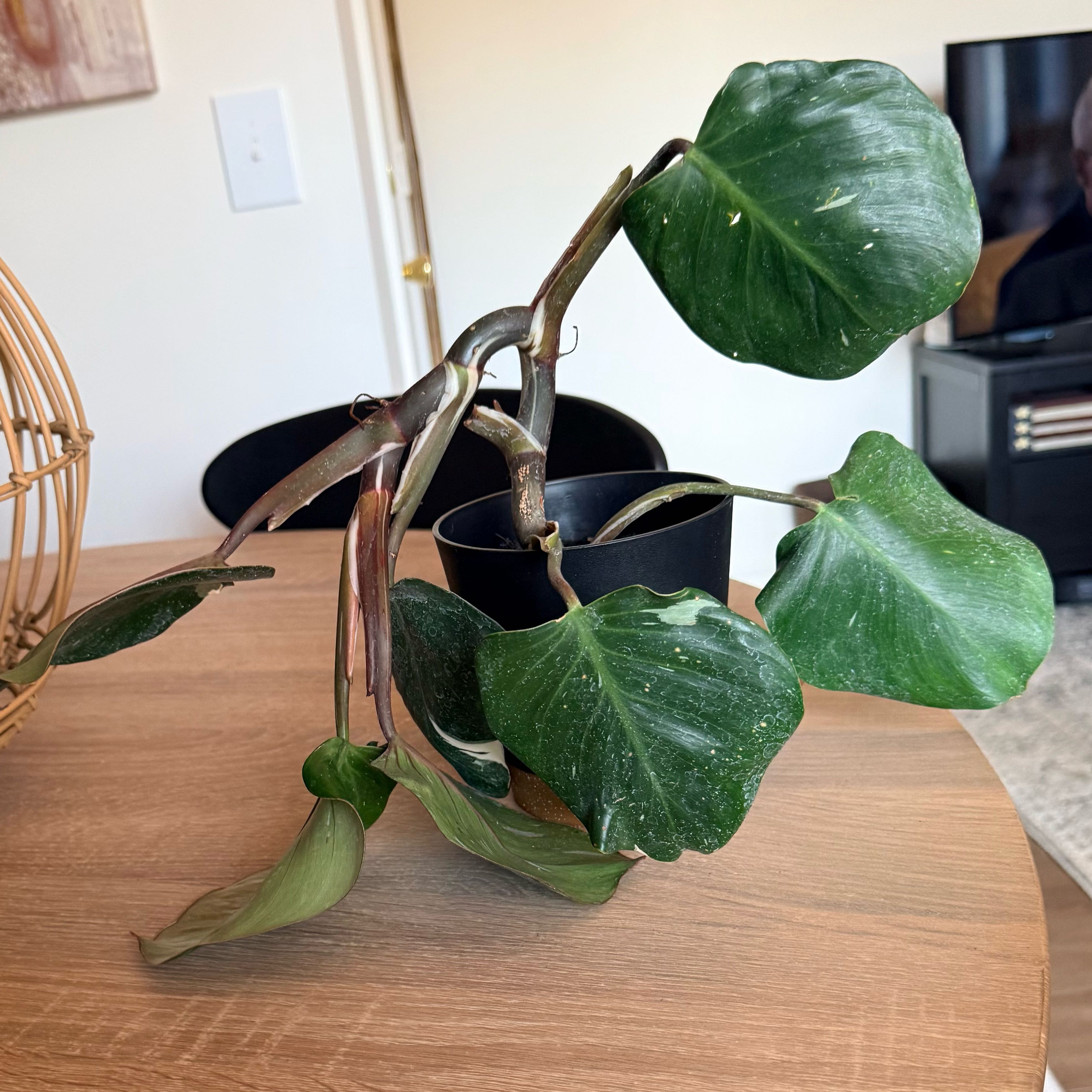 Photo of the plant species Cobra Monstera by @CoolVaseyoak71 named Elle on Greg, the plant care app
