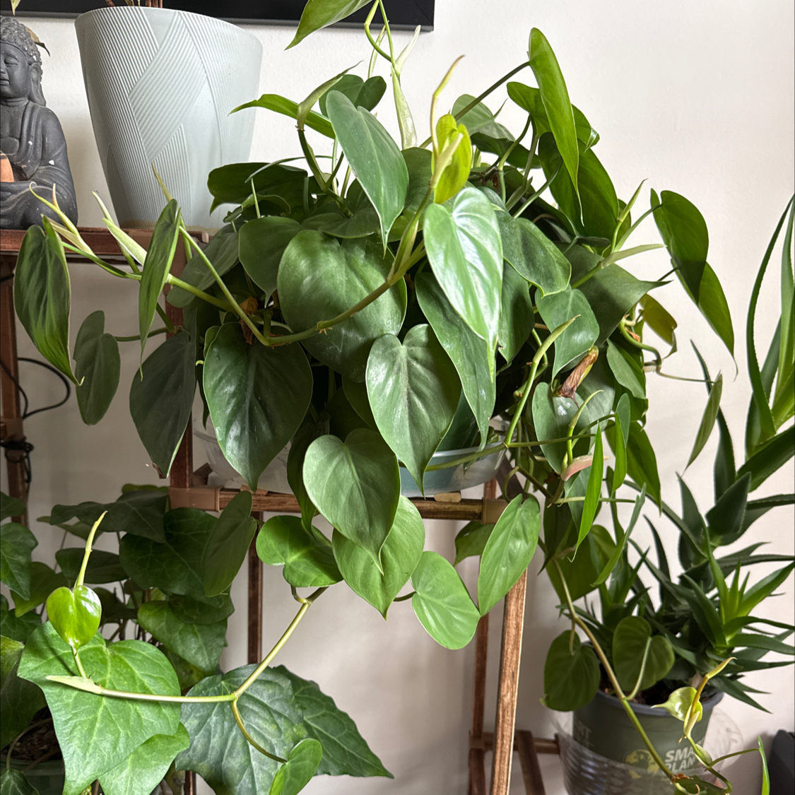 Photo of the plant species Brazil Philodendron by @CoolVaseyoak71 named Einstein on Greg, the plant care app