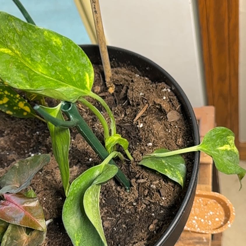 Photo of the plant species Sweet Flag by @SocialMastic73 named Elle on Greg, the plant care app