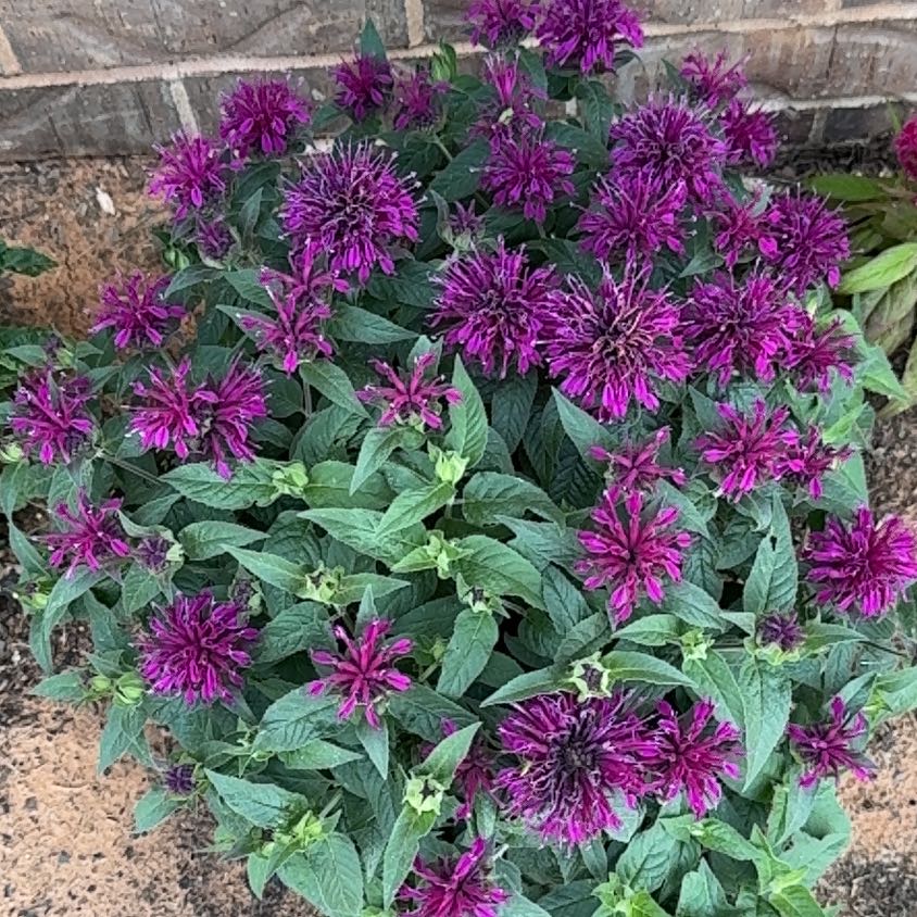 Photo of the plant species China Aster by @SocialMastic73 named Sage on Greg, the plant care app