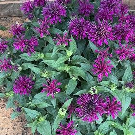 Photo of the plant species Oswego Tea by @SocialMastic73 named Hamilton on Greg, the plant care app