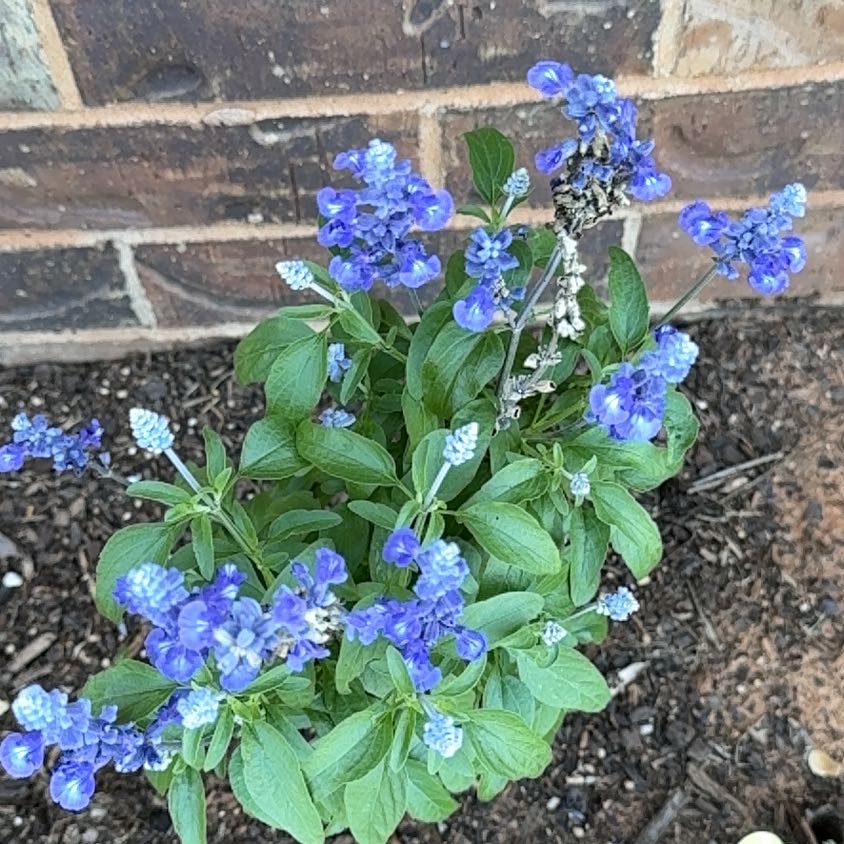 Photo of the plant species Chinese Forget-Me-Not by @SocialMastic73 named Gomez on Greg, the plant care app