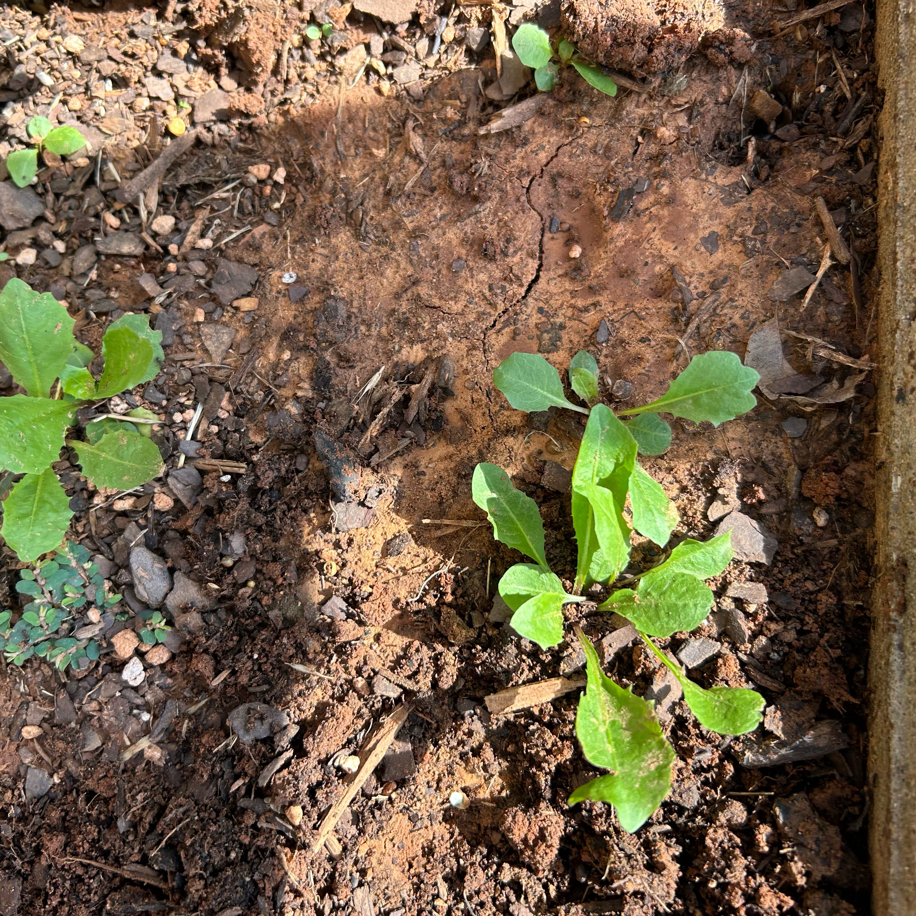Photo of the plant species Purple Amaranth by @SocialMastic73 named James Dean on Greg, the plant care app