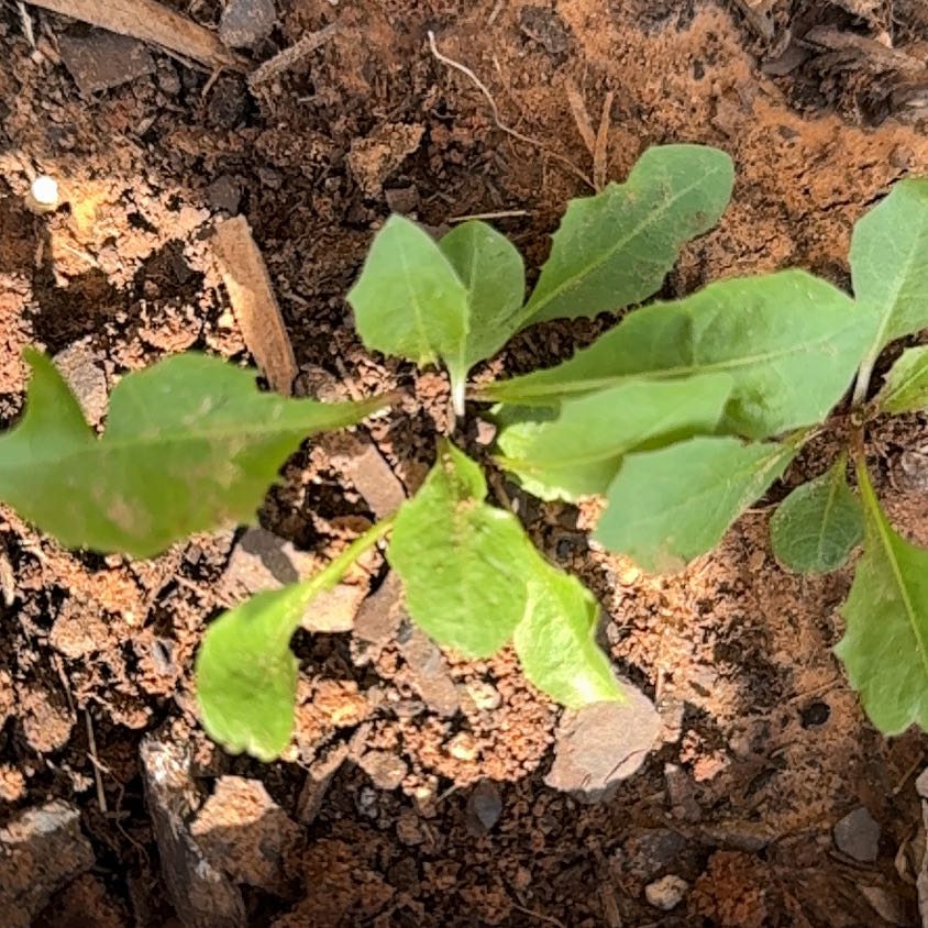 Photo of the plant species Tree Tobacco by @SocialMastic73 named Eva on Greg, the plant care app
