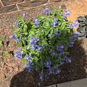 Photo of the plant species Texas Bluebonnet by @SocialMastic73 named Beyonce on Greg, the plant care app