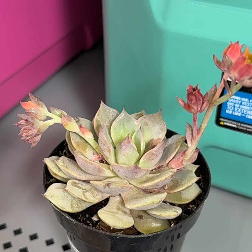 Photo of the plant species Echeveria 'Angel Kissed' by @LargeDaisy named Sahara on Greg, the plant care app