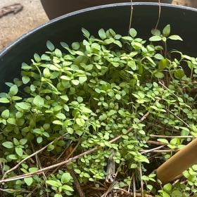 Photo of the plant species Common Water-Starwort by @SisterlyPilea named Scarlett on Greg, the plant care app