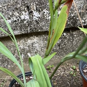 Photo of the plant species New Zealand Rock Lily by @RenownedAgave95 named Lebron on Greg, the plant care app