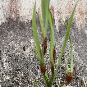 Photo of the plant species Cogon Grass by @RenownedAgave95 named Delilah on Greg, the plant care app