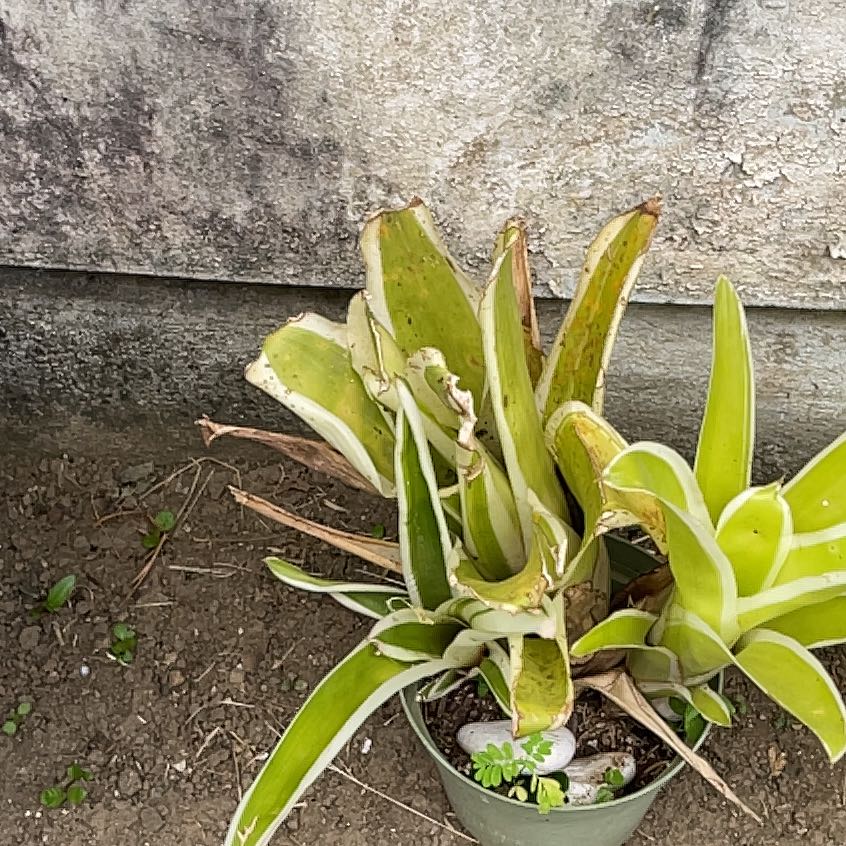 Photo of the plant species Orchid by @RenownedAgave95 named Gobi on Greg, the plant care app