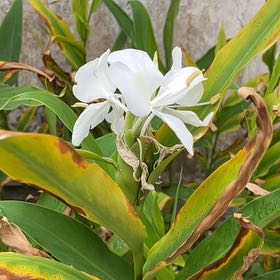 Photo of the plant species Butterfly Ginger by @RenownedAgave95 named Sonora on Greg, the plant care app