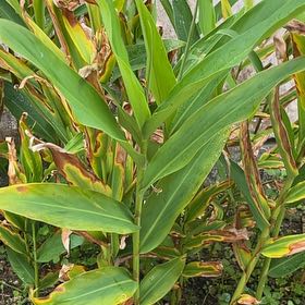 Photo of the plant species Butterfly Ginger by @RenownedAgave95 named Madonna on Greg, the plant care app