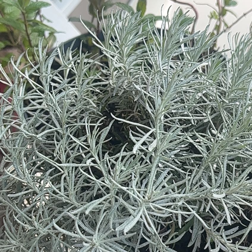 Photo of the plant species Italian Strawflower by @SharpBonsi34 named Curry on Greg, the plant care app