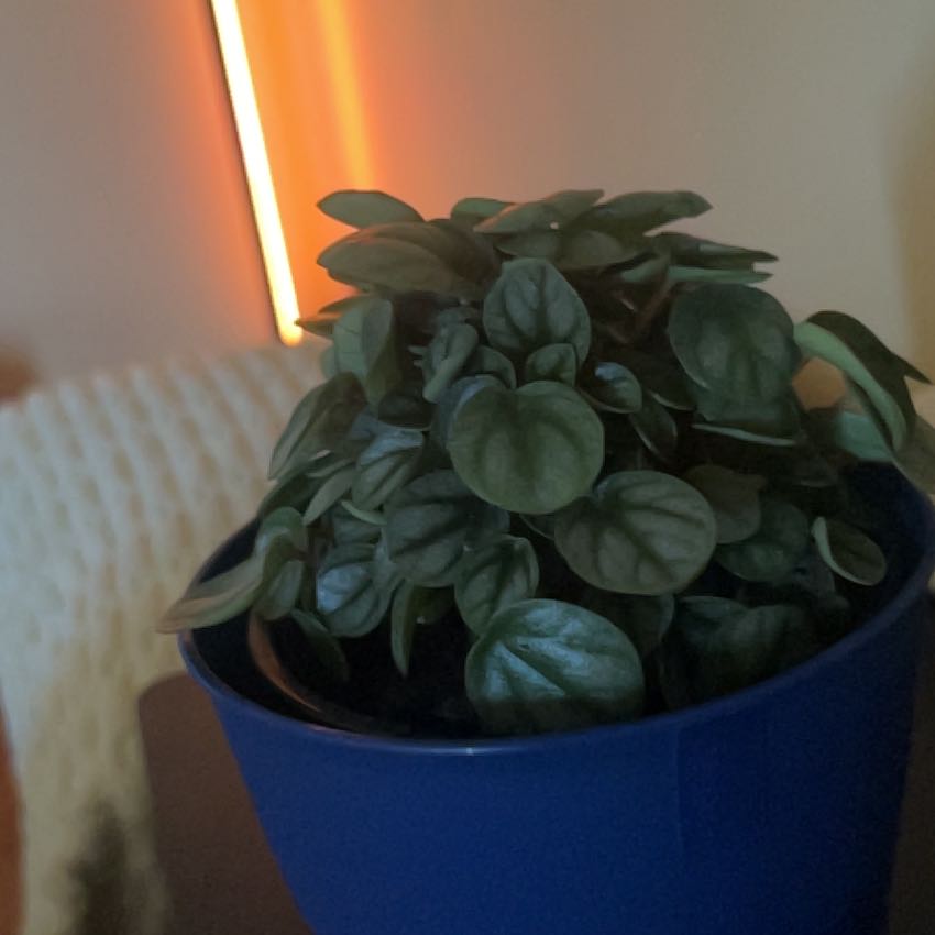 Photo of the plant species Peperomia San Marino by @LegitQuincula94 named Bodhi on Greg, the plant care app