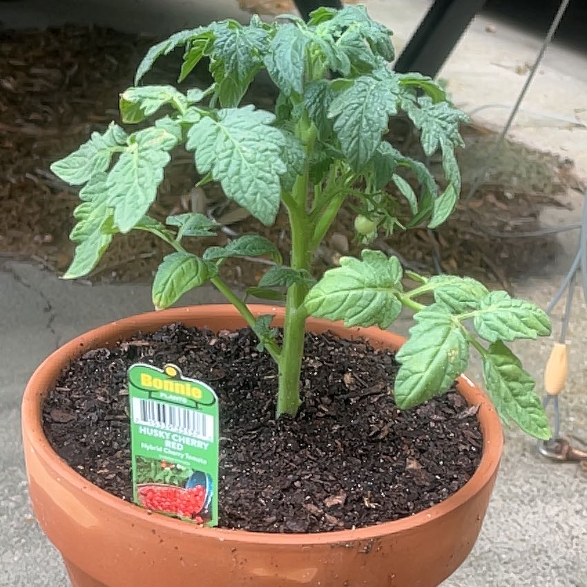 Photo of the plant species Husky Cherry Red Tomato by @HeroRamsons45 named Bella on Greg, the plant care app
