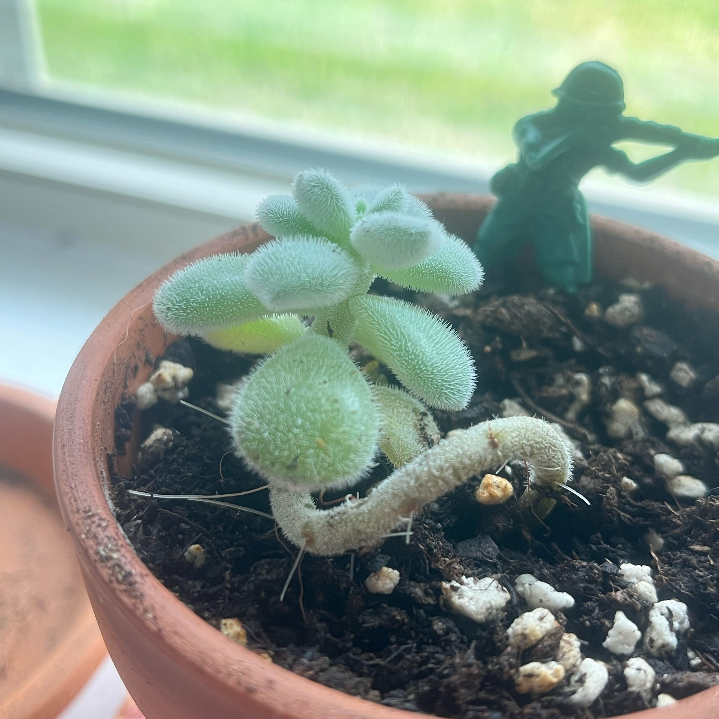 Photo of the plant species Crested Frosty Echeveria by @HeroRamsons45 named Xena on Greg, the plant care app