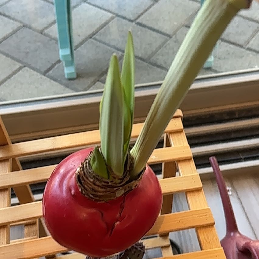 Photo of the plant species Minerva Amaryllis by @IconOnion24 named Mando on Greg, the plant care app