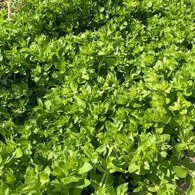 Photo of the plant species Sea Sandwort by @VipMoneytree32 named Stella on Greg, the plant care app