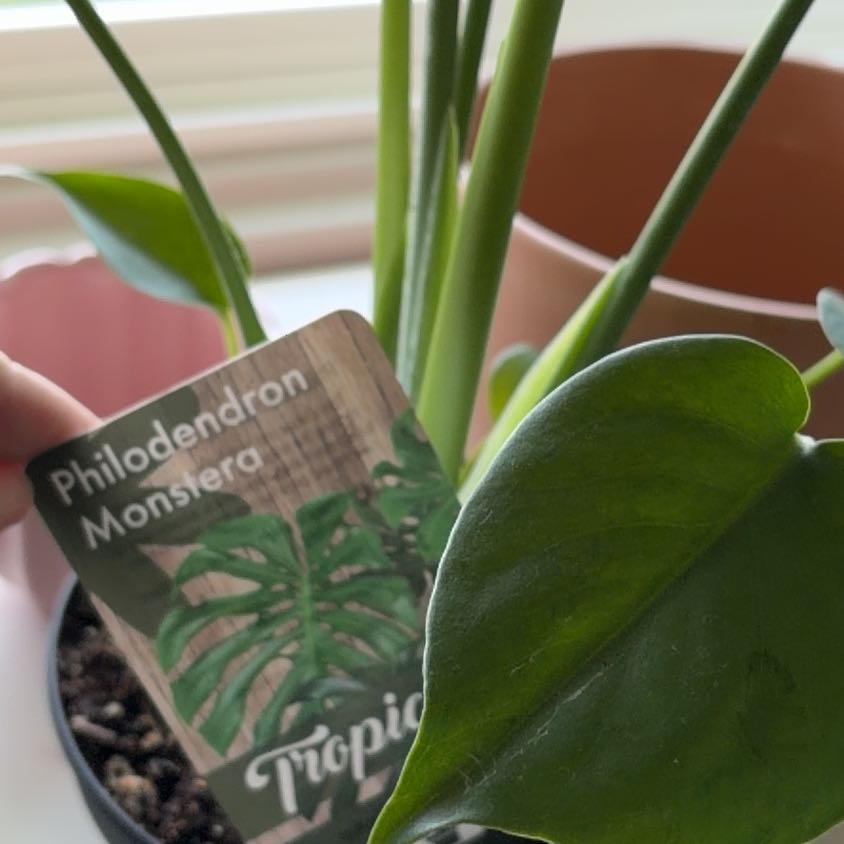 Photo of the plant species Philodendron Tortum by @BeefyZinnia15 named Stella on Greg, the plant care app
