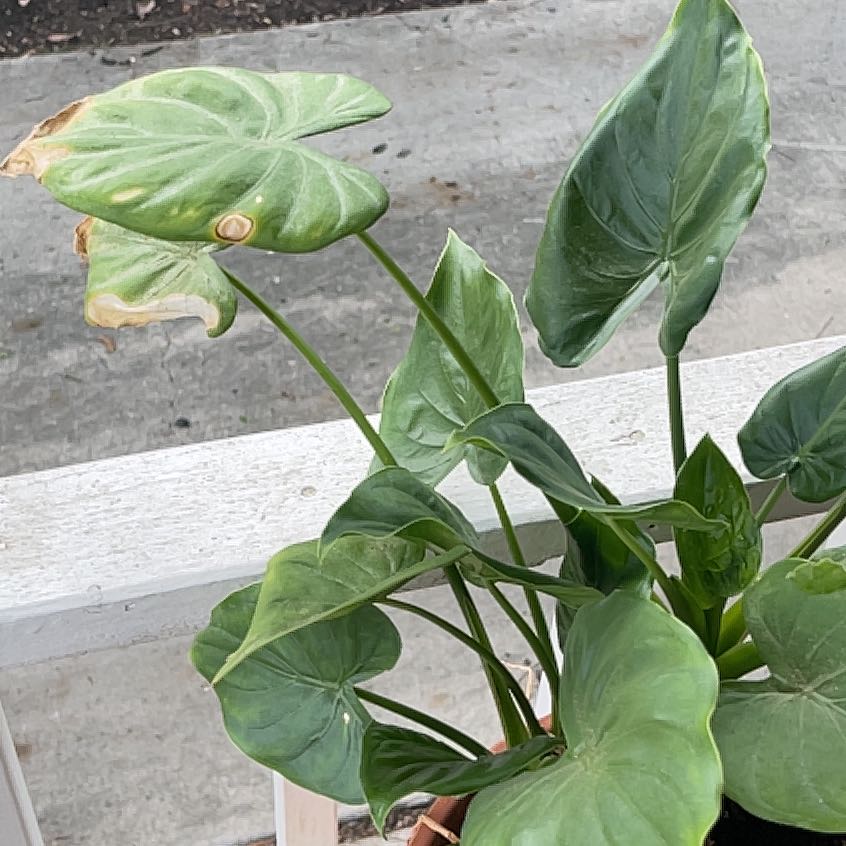 Photo of the plant species Alocasia Tiny Dancers by @SuaveApricot71 named Dax on Greg, the plant care app