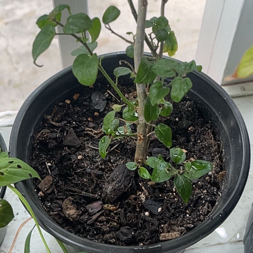 Photo of the plant species Pequin Peppers by @SuaveApricot71 named Tupot amaroot on Greg, the plant care app