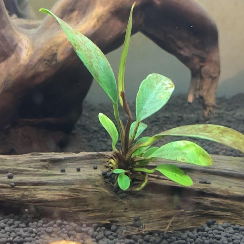 Photo of the plant species Anubias by @UprightDisphyma named Wall-E on Greg, the plant care app