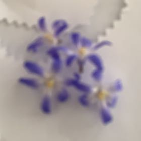 Photo of the plant species Forget-Me-Not by @TimelyFlyagaric named Nemo on Greg, the plant care app