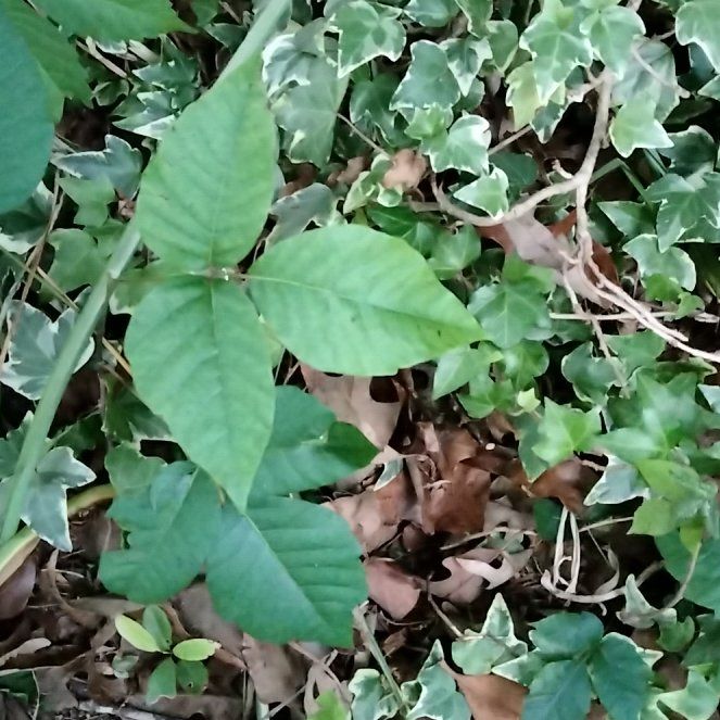 Photo of the plant species Poison Ivy by @QuietBlinks19 named Planty on Greg, the plant care app