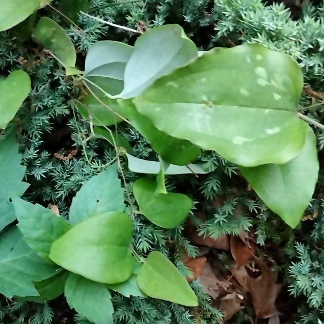 Photo of the plant species Cat Greenbrier by @QuietBlinks19 named Hamilton on Greg, the plant care app
