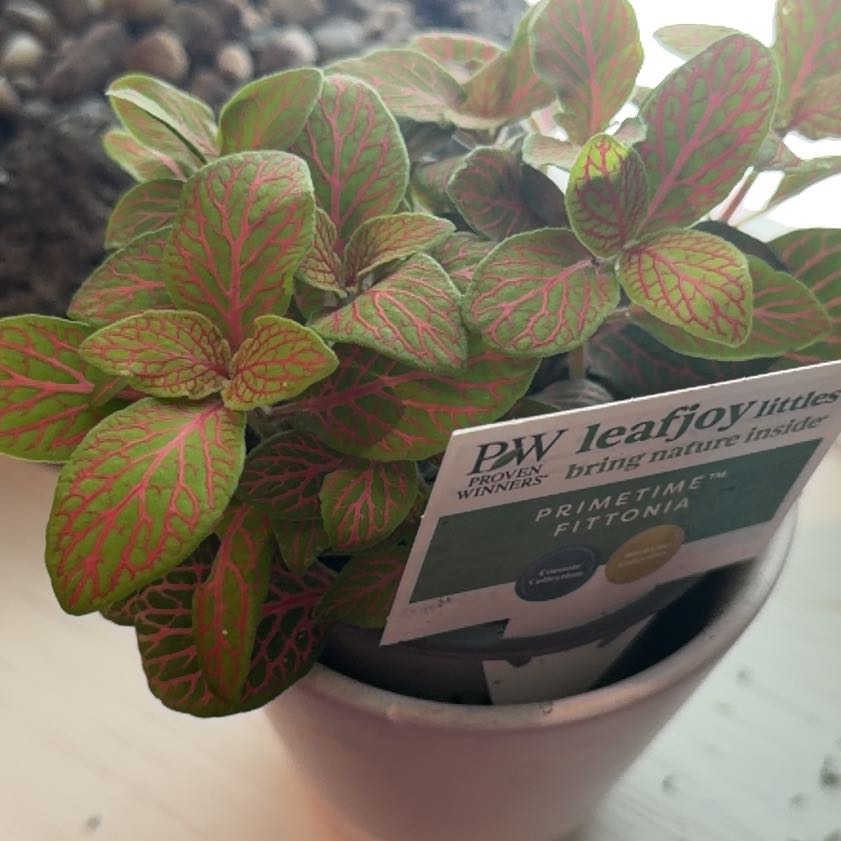Photo of the plant species Nerve Plant by @ProRedsky68 named Navajo on Greg, the plant care app