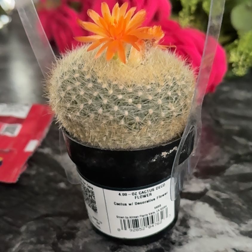 Photo of the plant species cactus by @HonestBuroak43 named El desafio on Greg, the plant care app