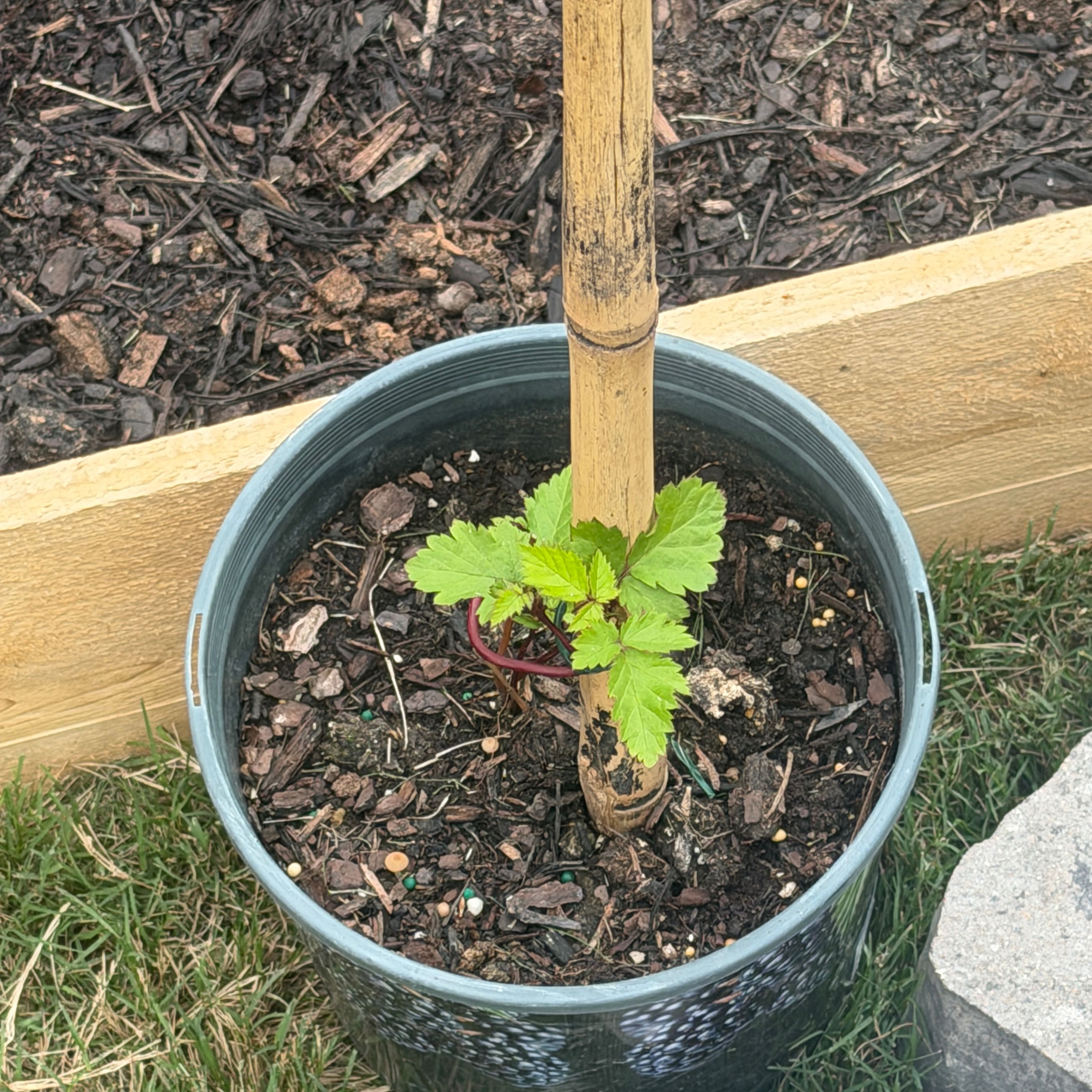 Photo of the plant species Thornless Blackberry by @CaredforFlax29 named Aria on Greg, the plant care app